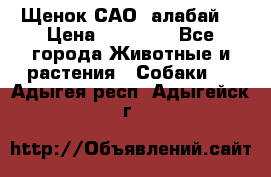 Щенок САО (алабай) › Цена ­ 10 000 - Все города Животные и растения » Собаки   . Адыгея респ.,Адыгейск г.